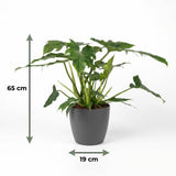 Philodendron - Philodendron Lacerum - Green - Pot 19cm - Height 65cm
