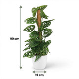 Monkey Mask - Monstera Adansonii Moss Pole - 19cm Pot - 90cm Height