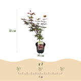 Acer palmatum Atropurpureum x2