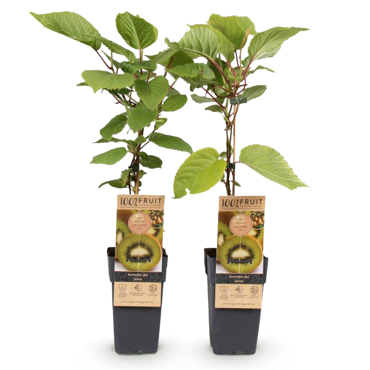 Green Kiwi - Actinidia deliciosa 'Jenny' x2