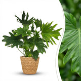 Philodendron - Philodendron Lickety split - Grün - Topf 19cm - Höhe 70cm