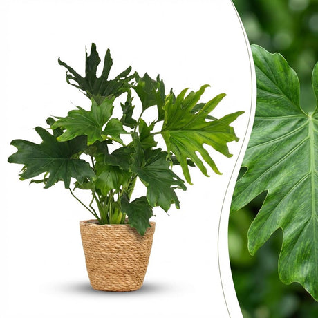 Philodendron - Philodendron Lickety split - Grün - Topf 19cm - Höhe 70cm
