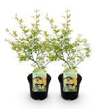Acer palmatum Matamorphosa x2