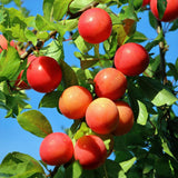 Plum Tree - Prunus domestica 'Victoria' - Red Plum
