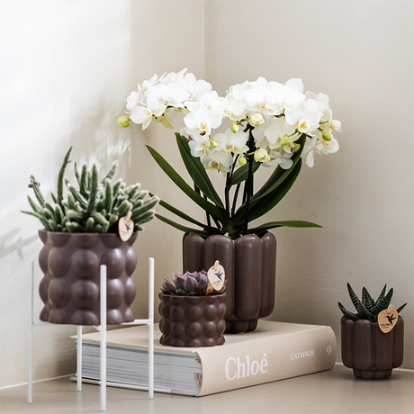 White Phalaenopsis Orchid Pot Size Ø9cm | Zürich | Flowering Houseplant – Fresh from the Grower