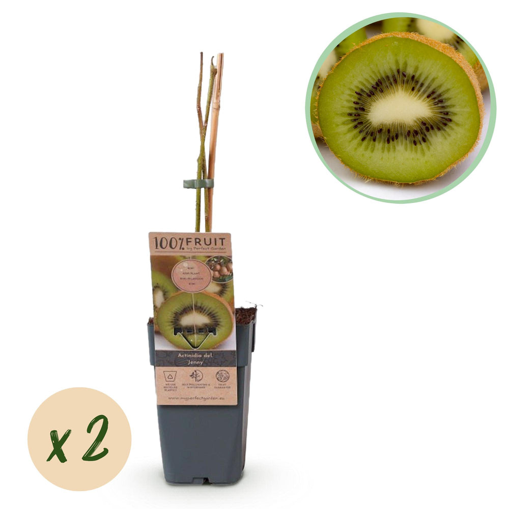 Green Kiwi - Actinidia deliciosa 'Jenny' x2