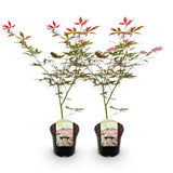 Acer palmatum Sumi-nagashi  x2