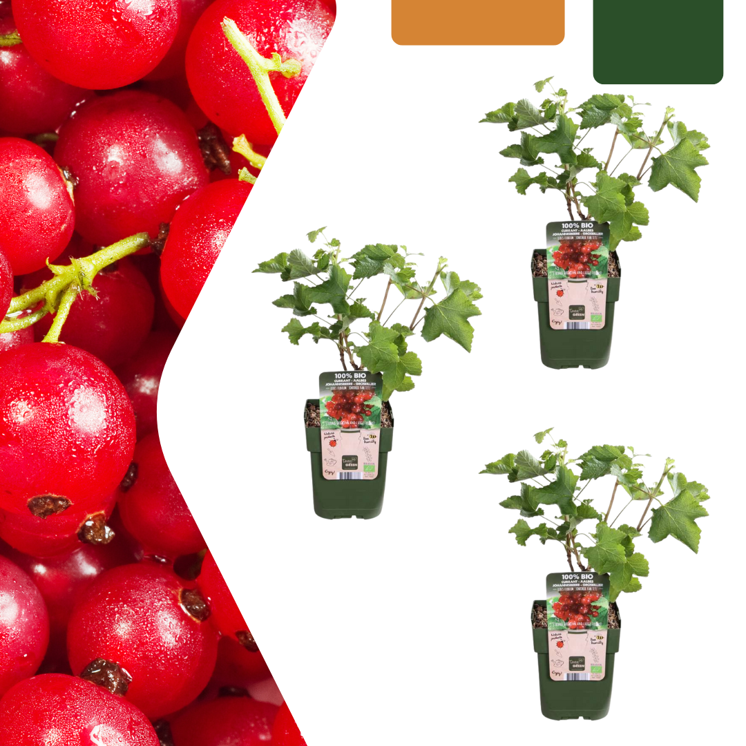 3 x Organic Gooseberry Plants – Ø 13 cm – ↨ 20 cm