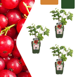3 x Organic Gooseberry Plants – Ø 13 cm – ↨ 20 cm