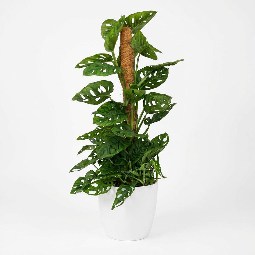 Monkey Mask - Monstera Adansonii Moss Pole - 19cm Pot - 90cm Height