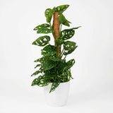 Monkey Mask - Monstera Adansonii Moss Pole - 19cm Pot - 90cm Height