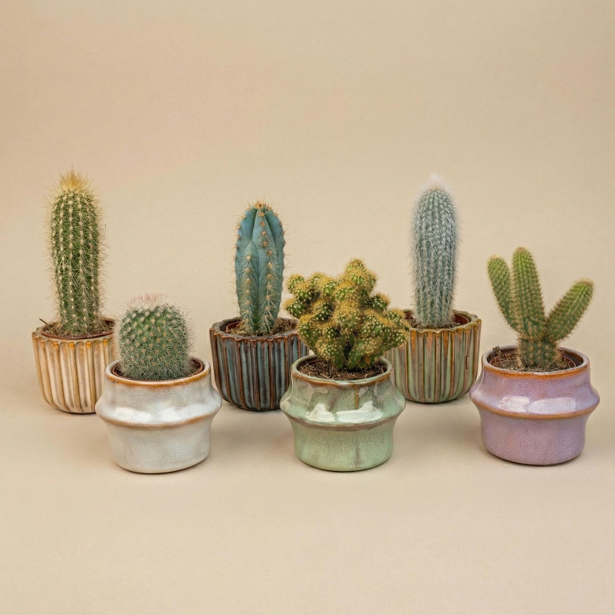 Kaktus-Set 6 Stück mit Mini-Keramiktöpfen Barcelona