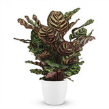 Peacock Plant - Calathea Makoyana - Green - White Pot - Pot 19cm - Height 70cm