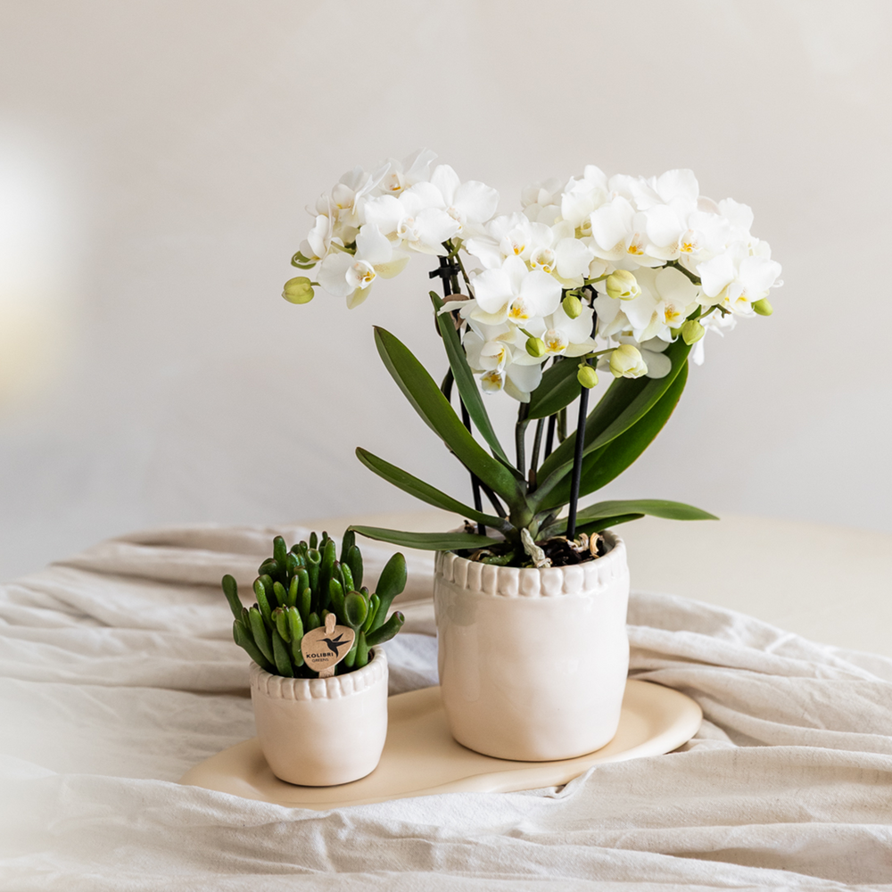 White Phalaenopsis Orchid Pot Size Ø9cm | Zürich | Flowering Houseplant – Fresh from the Grower