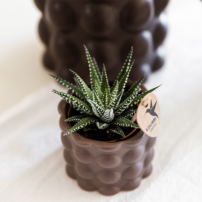 Plant Set Cotton Brown | Green Plants with White Phalaenopsis Orchid Ghent in Ceramic Decorative Pots