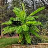 Japanese Fiber Banana - Musa Basjoo x2
