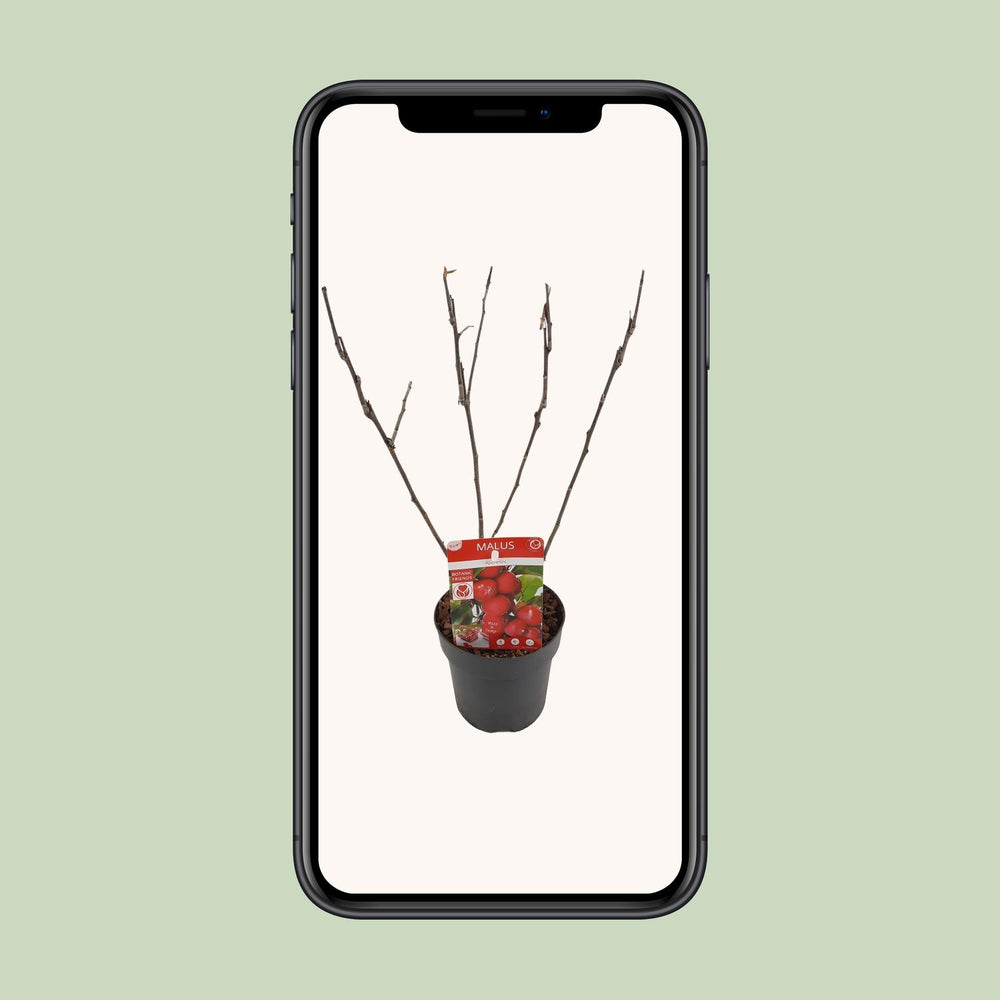 Malus 'Appletini' - Ø13cm - ↕10cm