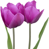 Purple-Violet Tulip / Pot – Size 11/12 x 20