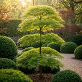 Acer palmatum Emerald Lace x2