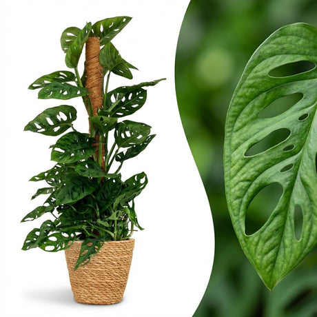 Monkey Mask - Monstera Adansonii Moosstab - Topf 19cm - Höhe 90cm