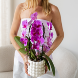 Purple Phalaenopsis Orchid Pot Size Ø12cm | Freeride | Flowering Houseplant – Fresh from the Grower