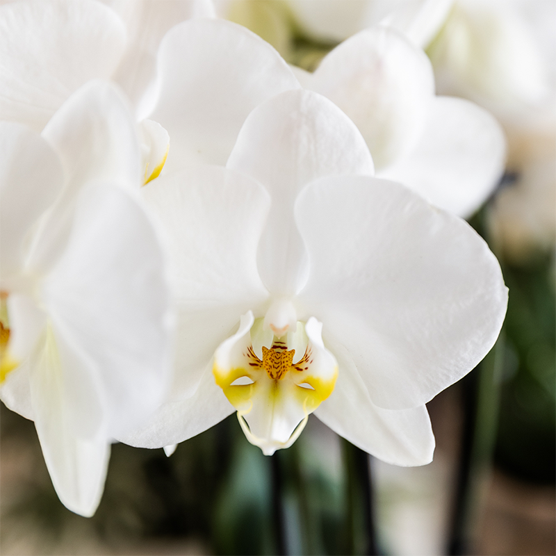 Plant Set Cotton Brown | Green Plants with White Phalaenopsis Orchid Ghent in Ceramic Decorative Pots