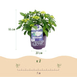 Hydrangea macrophylla Forever & Ever White x2
