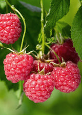 Rubus idaeus 'Malling Promise' - Ø13cm - ↕45cm