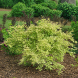 Acer palmatum Matamorphosa x2