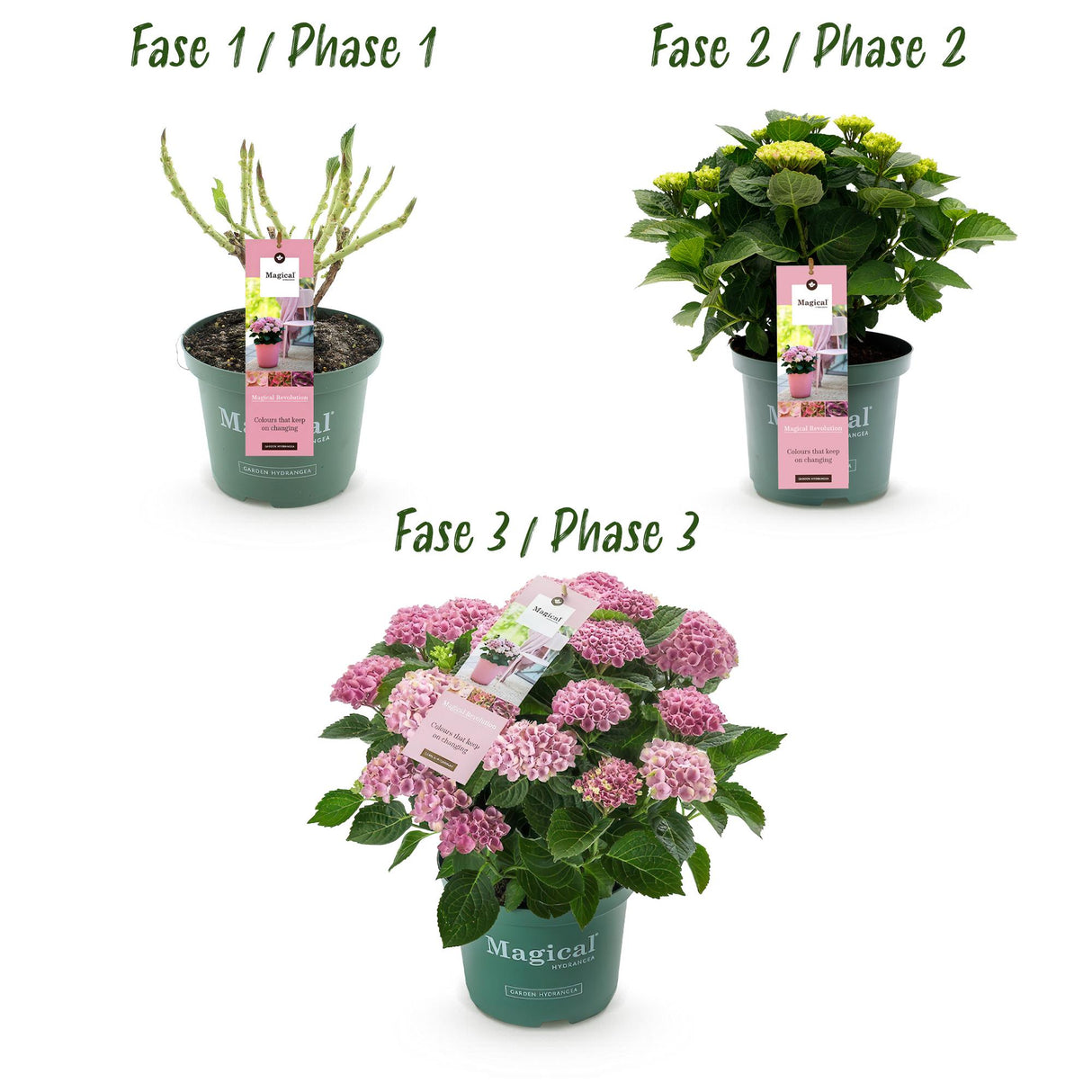 Hydrangea Magical Revolution Pink