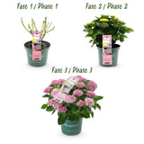 Hydrangea Magical Revolution Pink