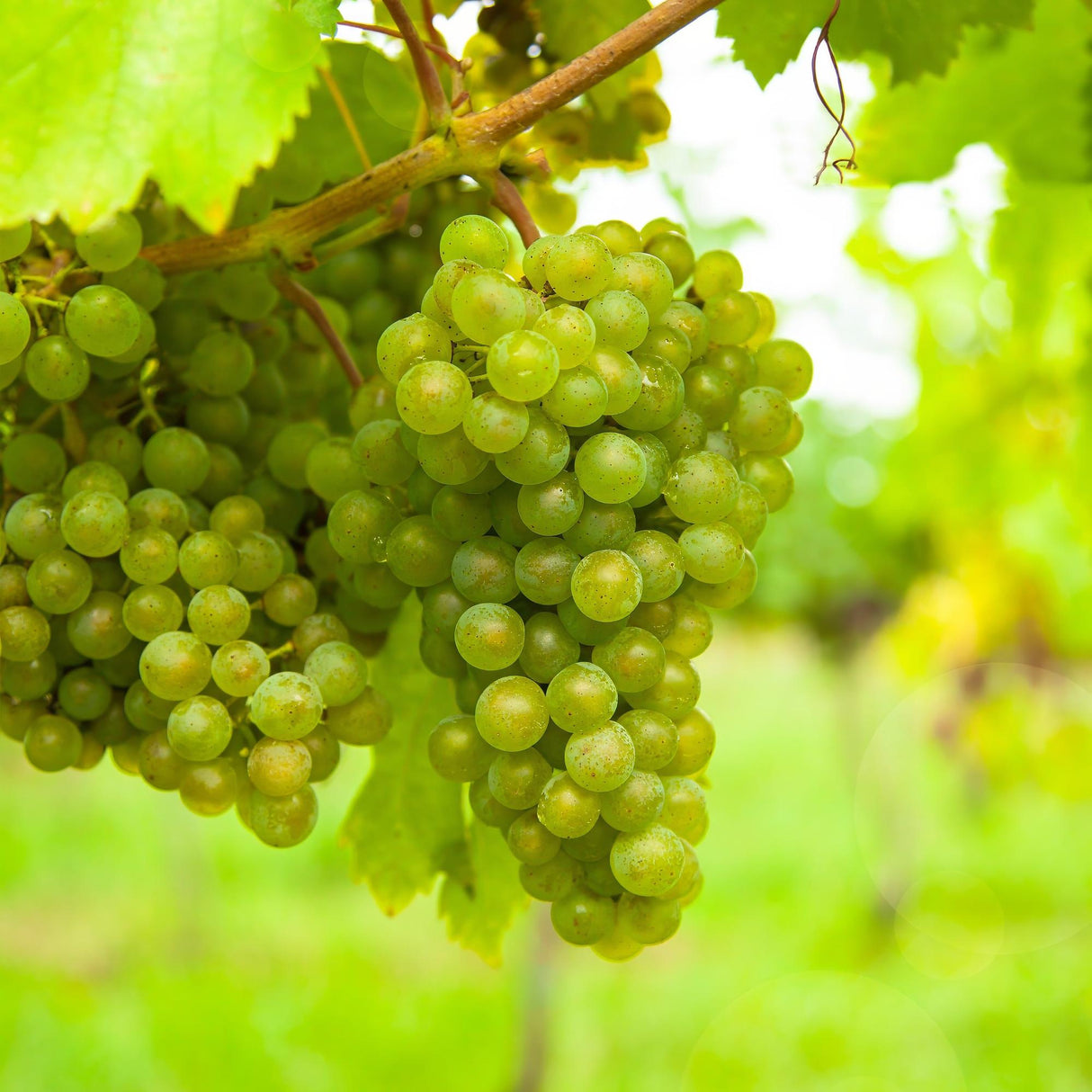 White Grape x2