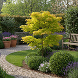 Acer palmatum Jordan x2