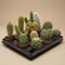 Cactus & Succulents