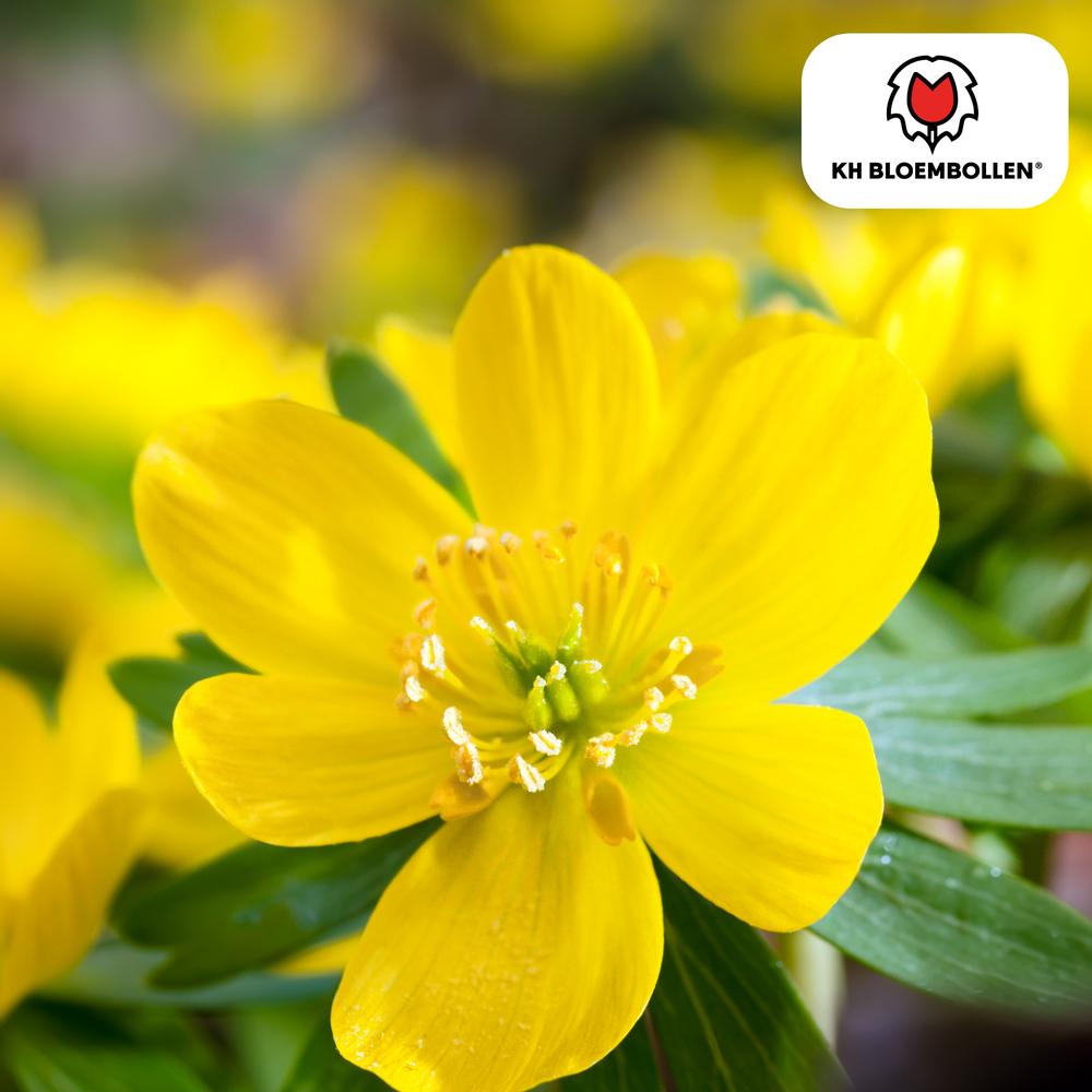 Akonieten bollen 30 stuks