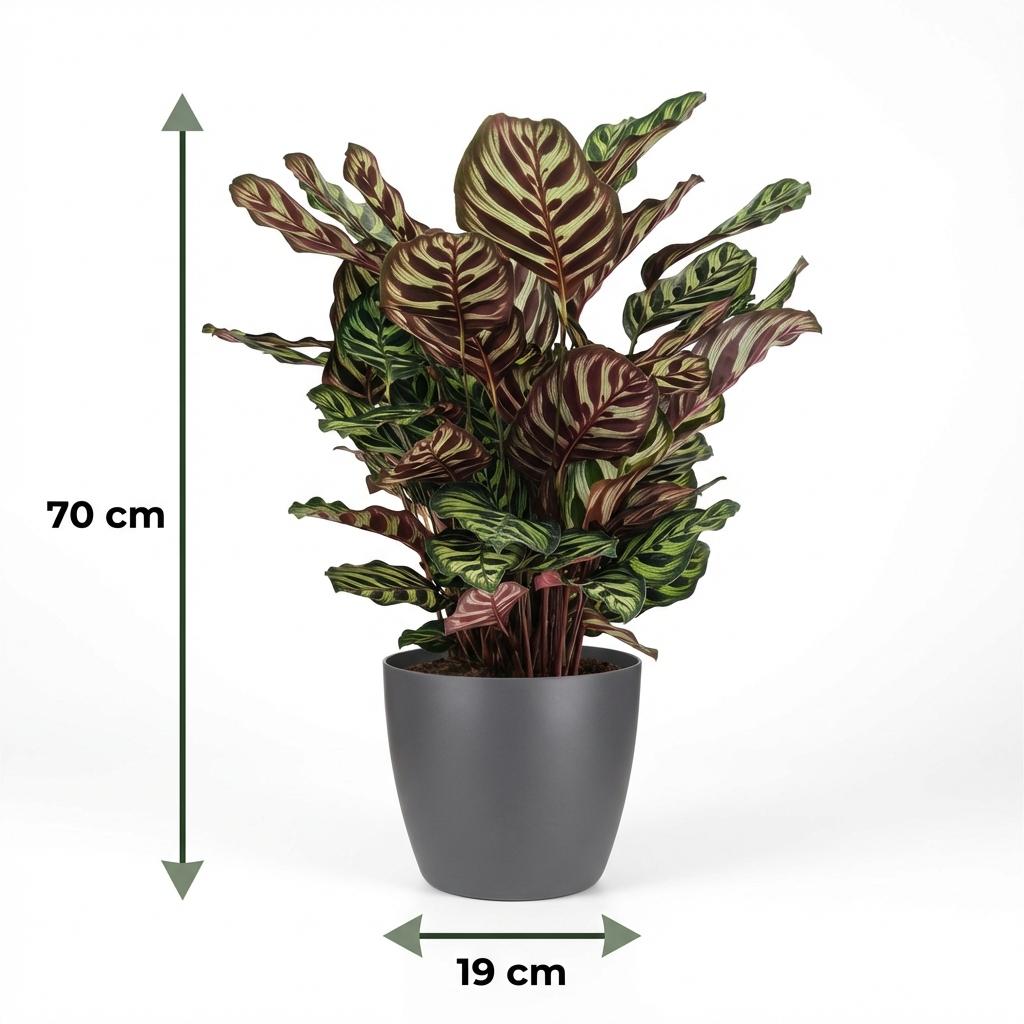Peacock Plant - Calathea Makoyana - Green - 1 Plant - Pot 19cm - Height 70cm