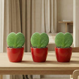 Sweetheart Pflanzen-Set – Grünes Mini-Geschenk – Topf & Pflanze – Rot