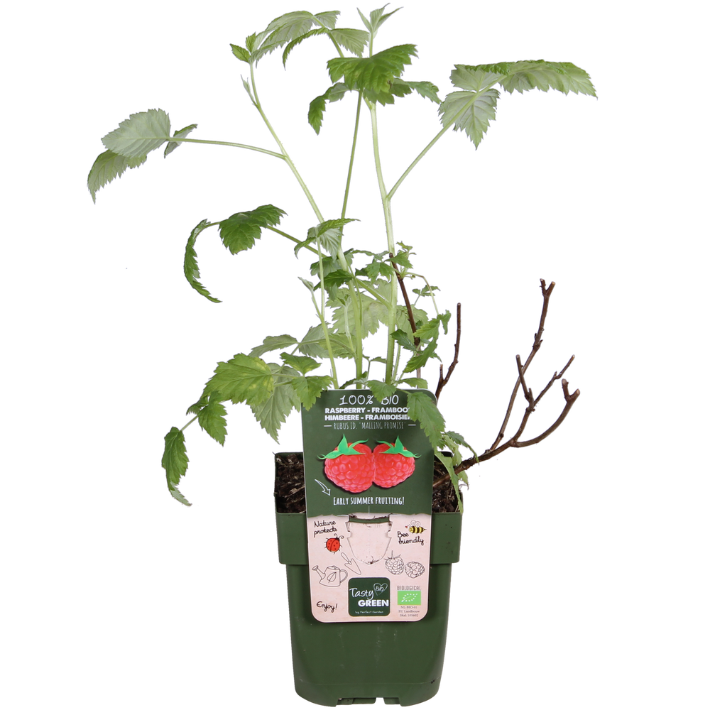 Rubus idaeus 'Malling Promise' - Ø13cm - ↕45cm