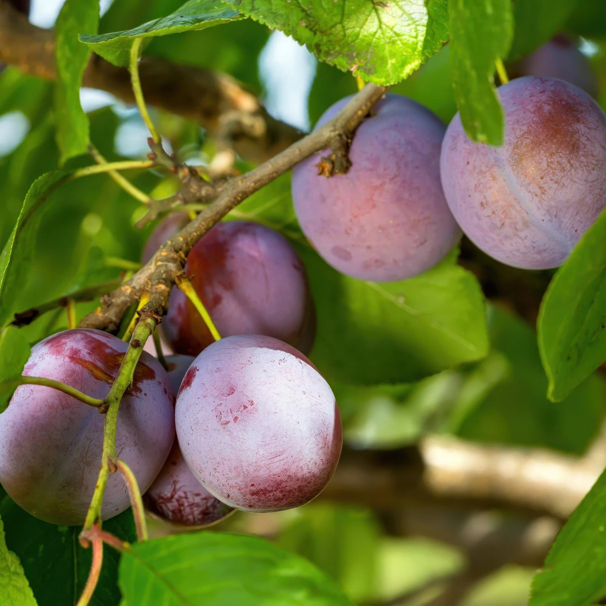 Plum tree - Prunus domestica Opal - Yellow Red Fruit