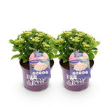 Hydrangea macrophylla Pink x2