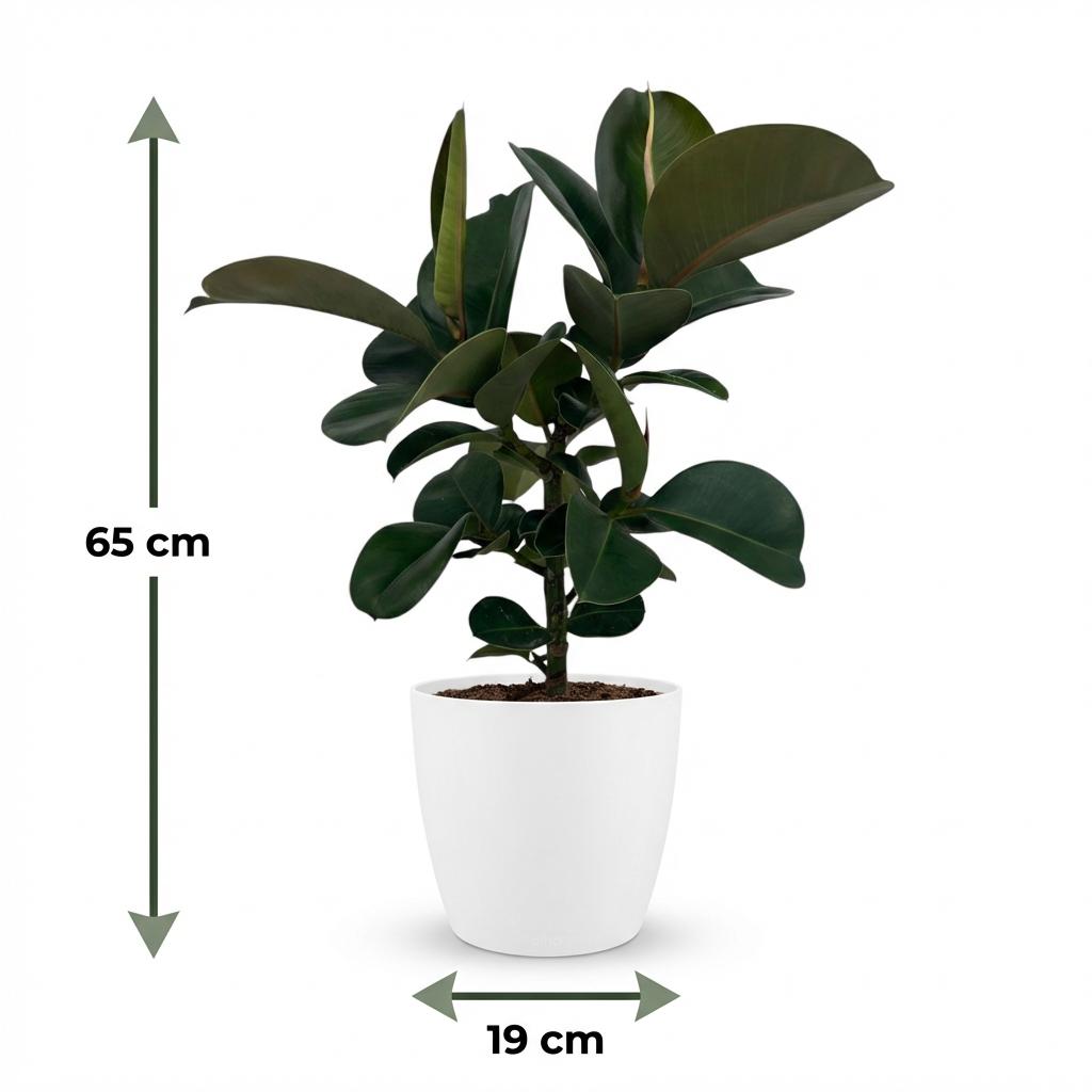 Rubber Plant - Ficus Elastica Cloe  Pot 19cm - Height 65cm