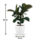 Rubber Plant - Ficus Elastica Cloe  Pot 19cm - Height 65cm