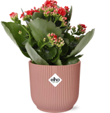 Kalanchoe Rosalina Don Justino Rood  + ELHO Vibes Fold 14cm roze
