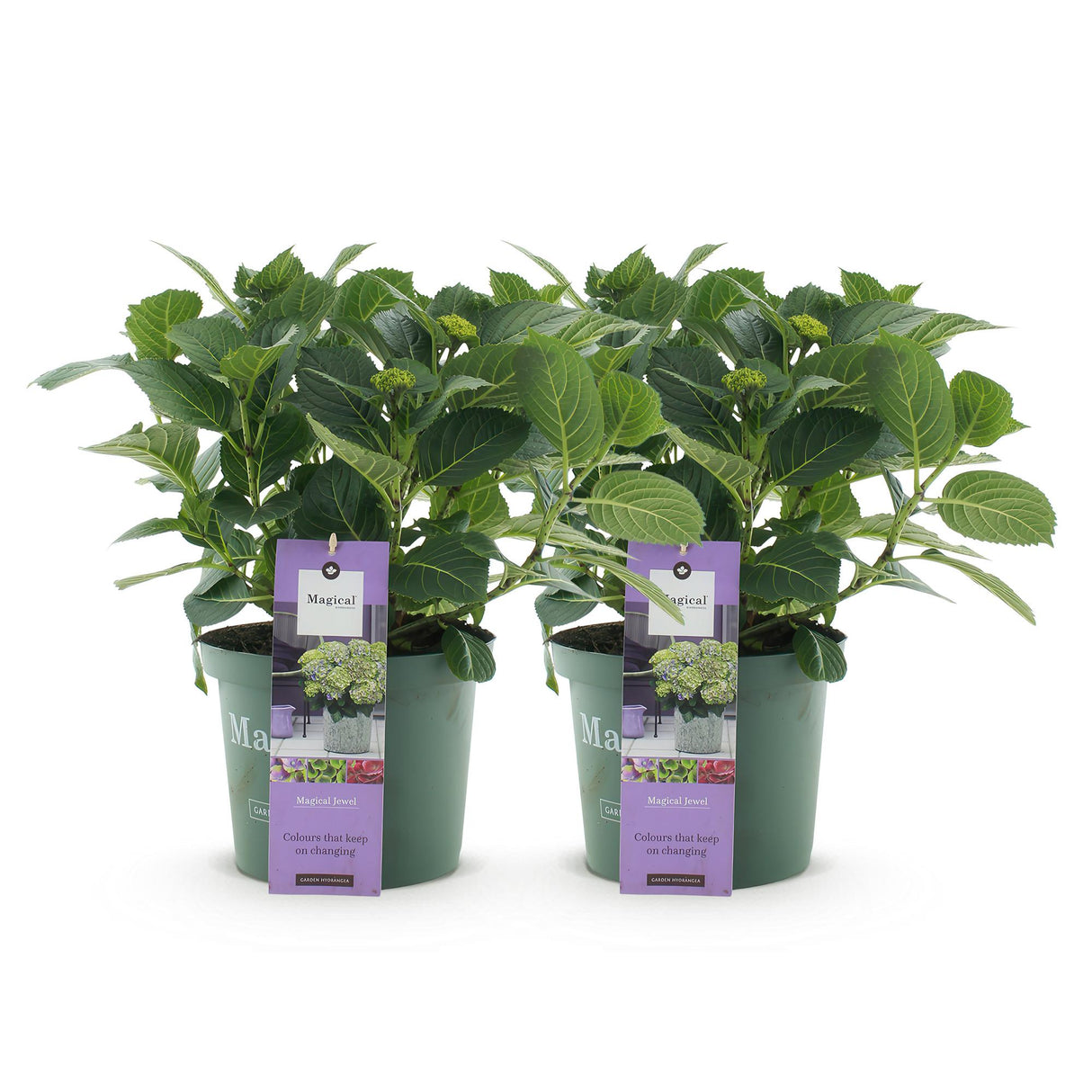 Hydrangea Magical Jewel Blue  x2