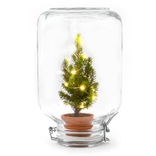 Easyplant - Ficus Christmas