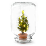 Easyplant - Ficus Christmas