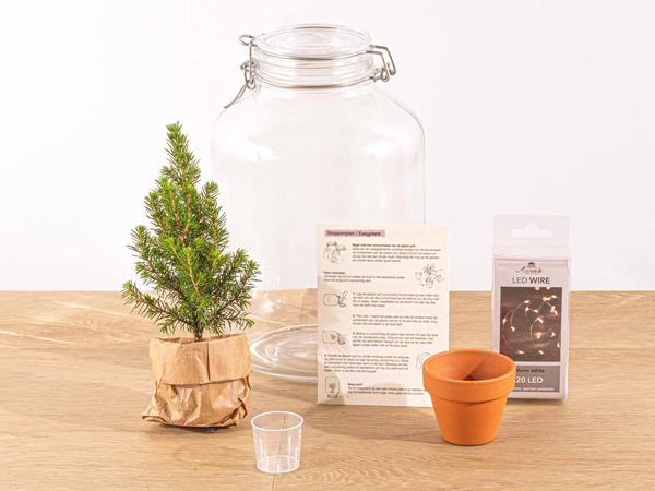 Easyplant - Ficus Christmas