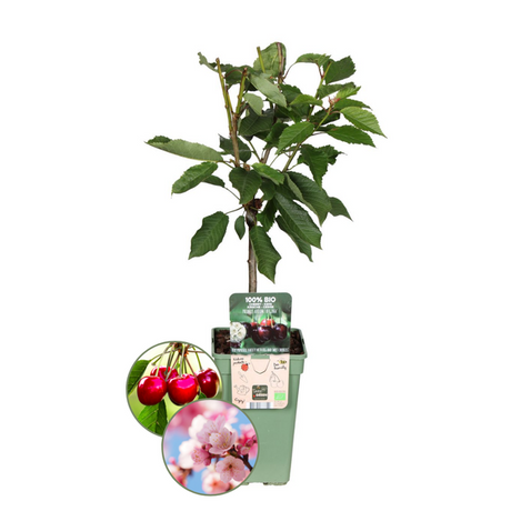 Økologisk kirsebærtræ - Prunus Avium