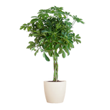 Schefflera Arab Nora - white Viber pot