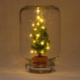 Easyplant - Ficus Christmas